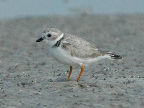 170_Piping Plover